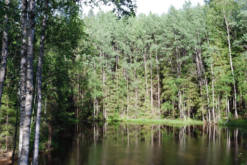 Кп сосновые берега можайское водохранилище. Поселок сосново отзывы. Поселок сосново отзывы. Раздолинское озеро ленинградская область. Поселок сосново отзывы.